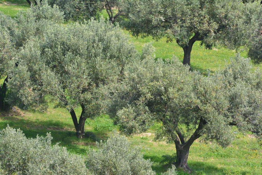 Agriturismo Torre Del Golfo 크로파니 외부 사진